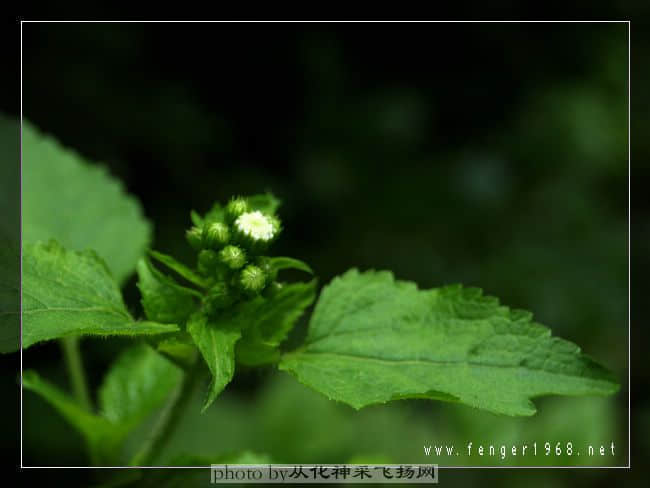 DSC_0063.jpg