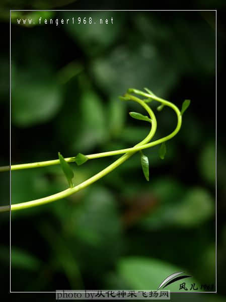 DSC_0065.jpg