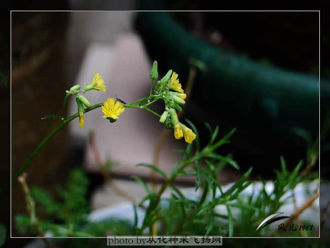 DSC_0050.jpg