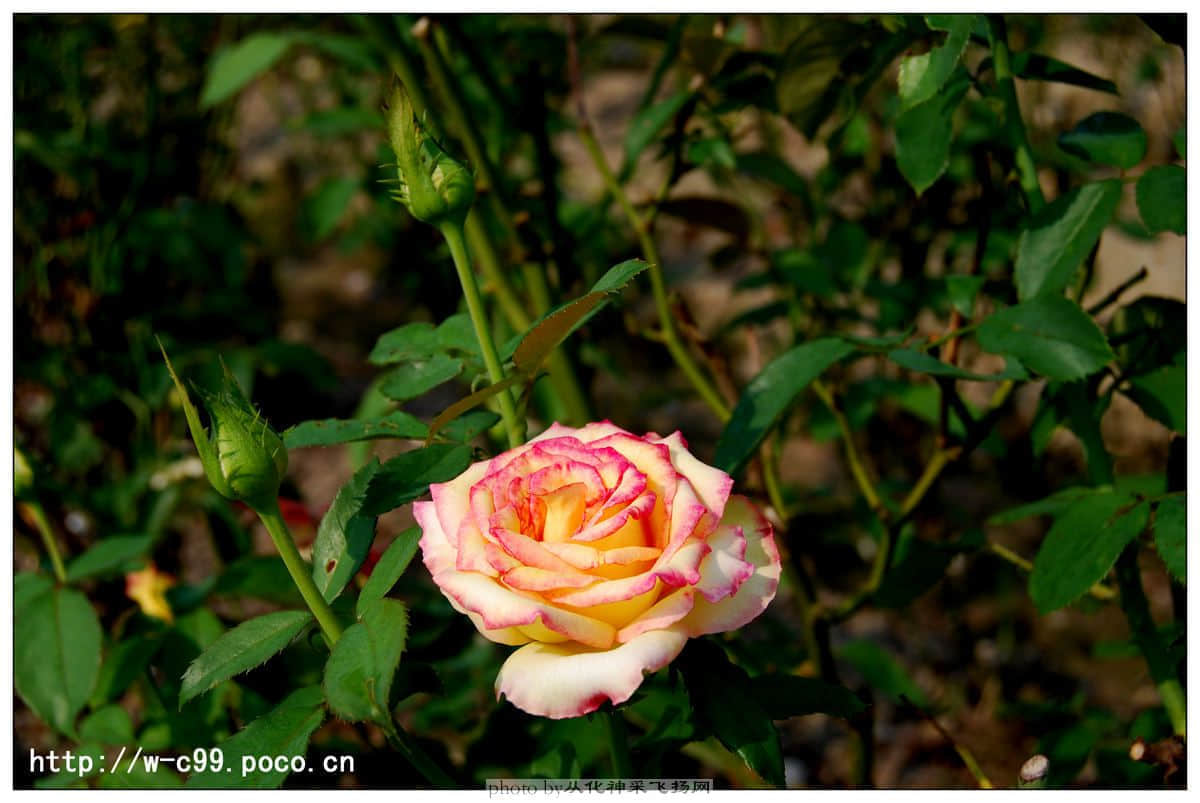 nEO_IMG_DSC_0470副本.jpg