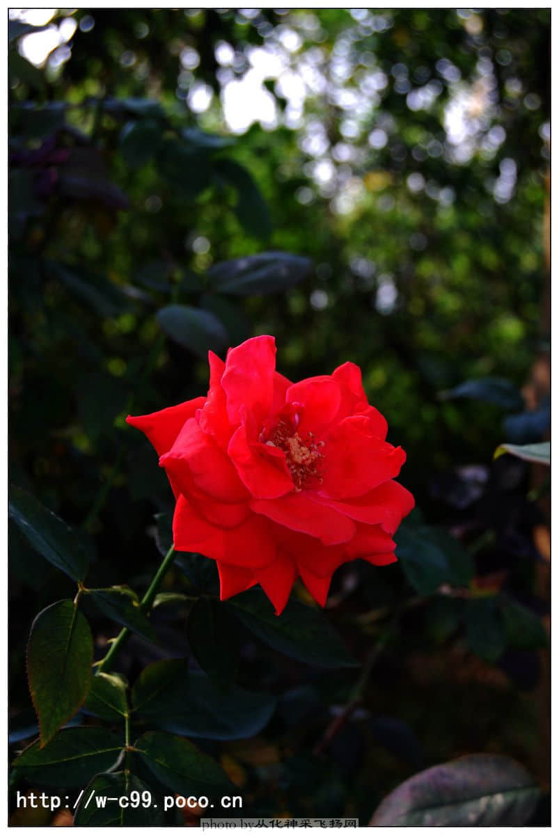 nEO_IMG_DSC_0452副本副本.jpg