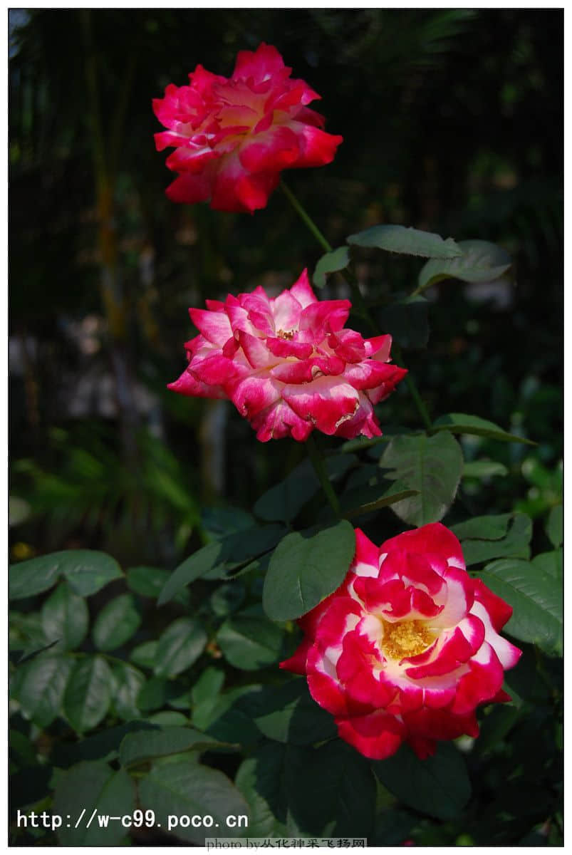nEO_IMG_DSC_0301副本.jpg
