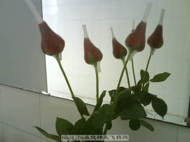 DSC00269.JPG