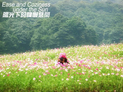波斯菊2.jpg