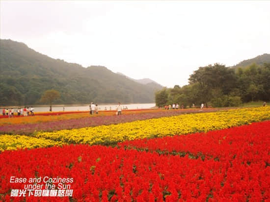七彩花田.jpg