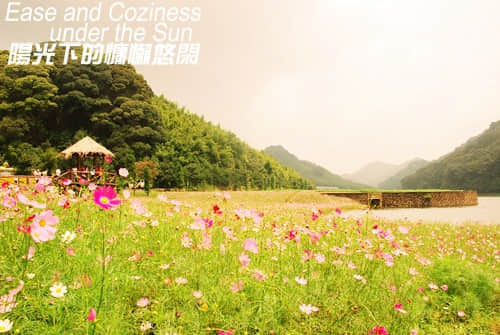 波斯菊1.jpg