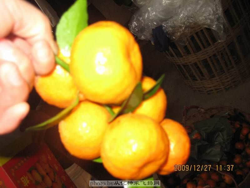 我挑选的一串.....鲜桔