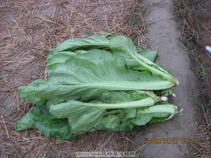 同事精选的芥菜