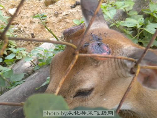 这个还没完全好。