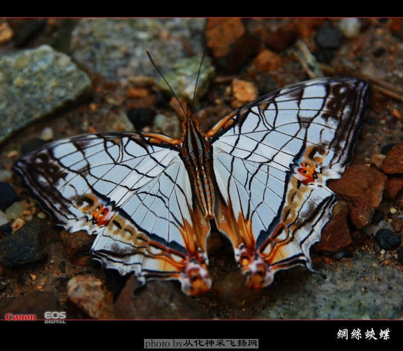 网丝蛱蝶2.jpg