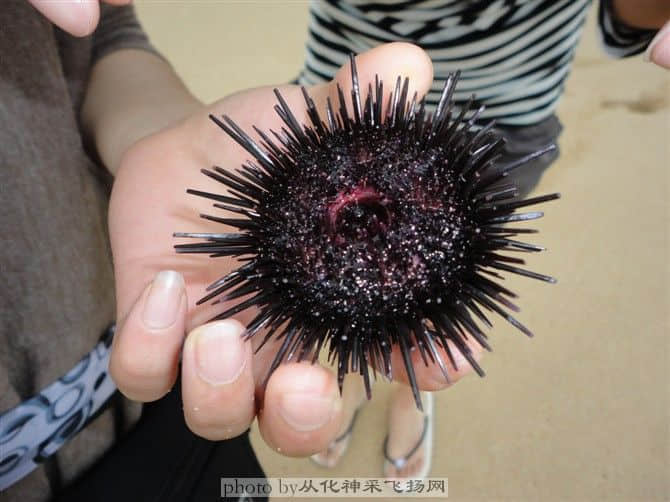 捉到海胆