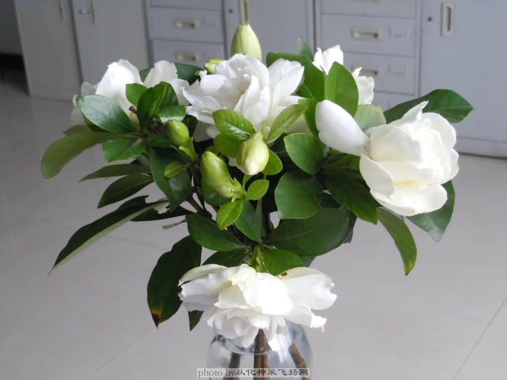 DSCN4087.jpg