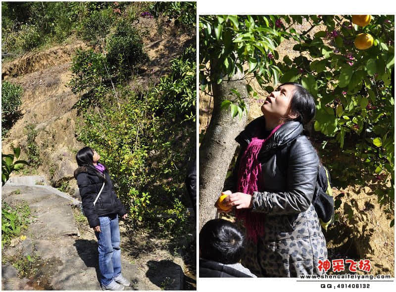 树啊 能掉个桔子下来吃吃嚒？.jpg