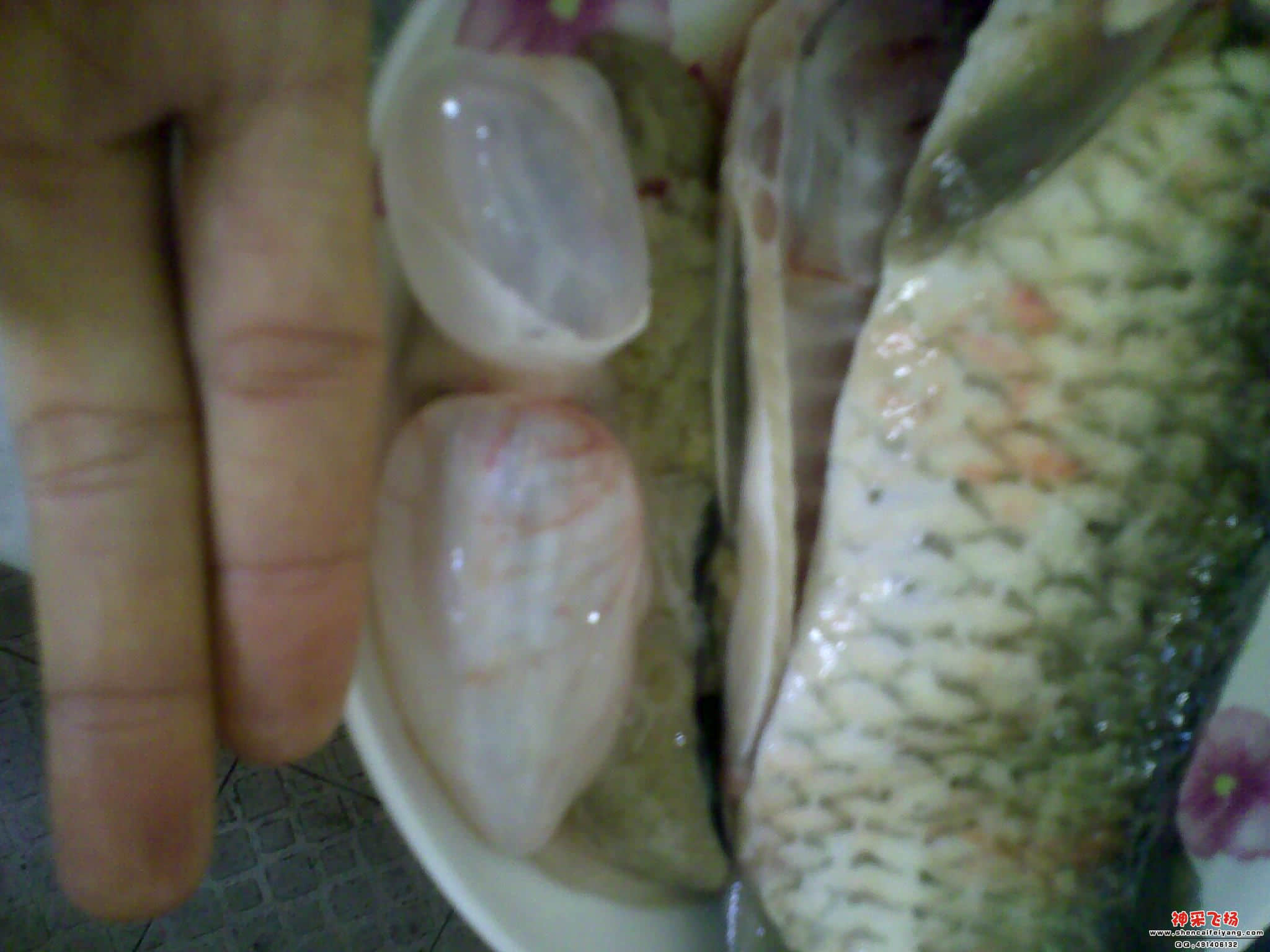 鱼鳔好大.jpg